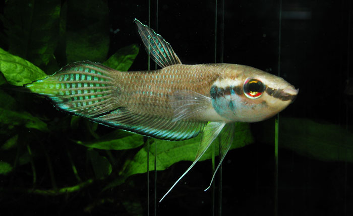 Betta enisae from Kalimantan ベタ エニサエ カリマンタン産