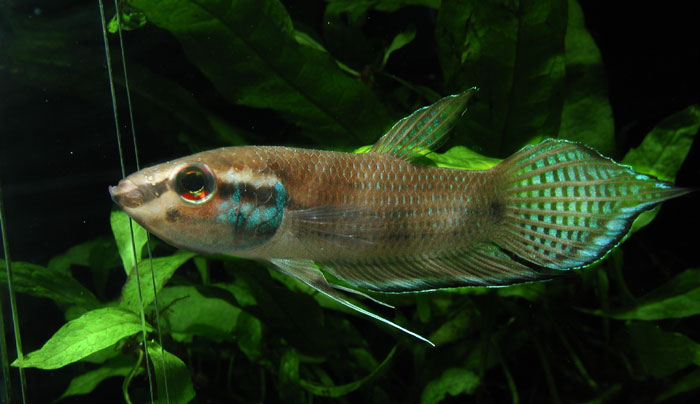 Betta enisae from Kalimantan ベタ エニサエ カリマンタン産