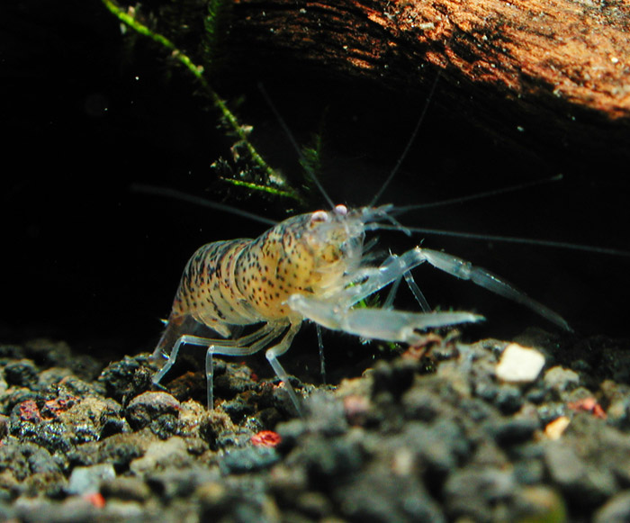 Neocaridina sp from Amazon アマゾン テナガエビ