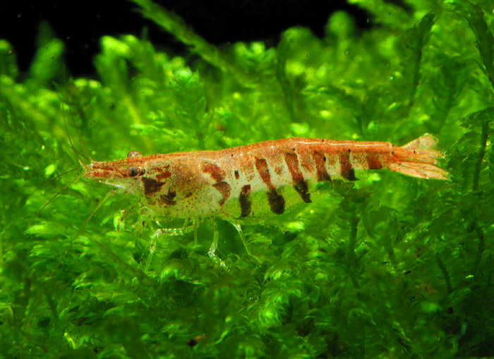 Neocaridina sp ゼブラ シュリンプ