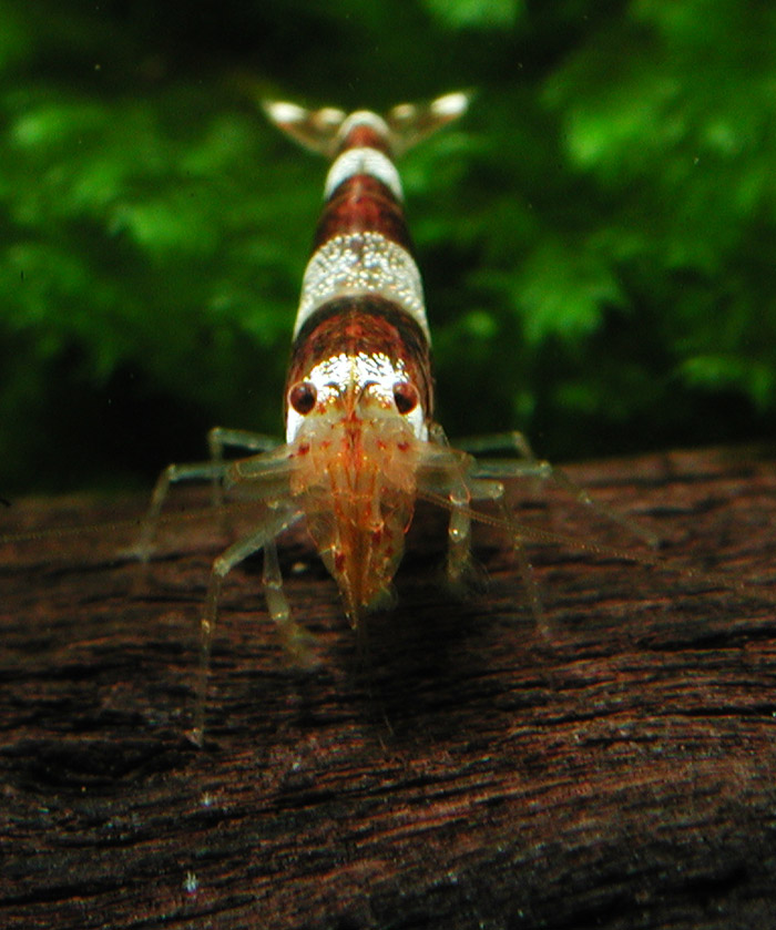 Neocaridina sp ビーシュリンプ(ブラウンタイプ）