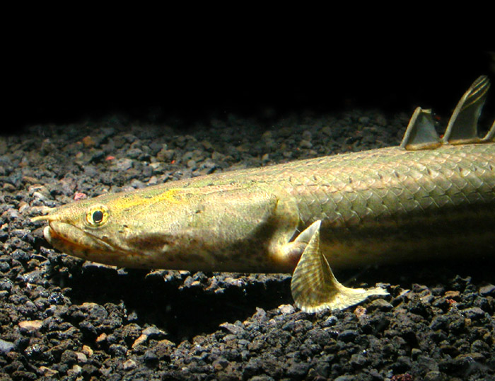 Polypterus bichhir lapradei ポリプテルス ビキール ラプラティ Wild