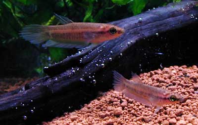 Betta anabatoides ベタ アナバトイデス