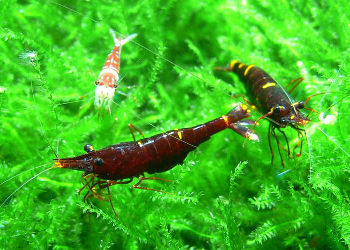 caridina sp from Sulawesi レッドブロッサムシュリンプ スラウェシ島産