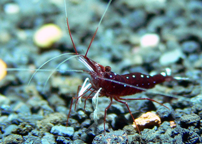 ホワイトグローブシュリンプ スラウェシ島産caridina sp from Sulawesi