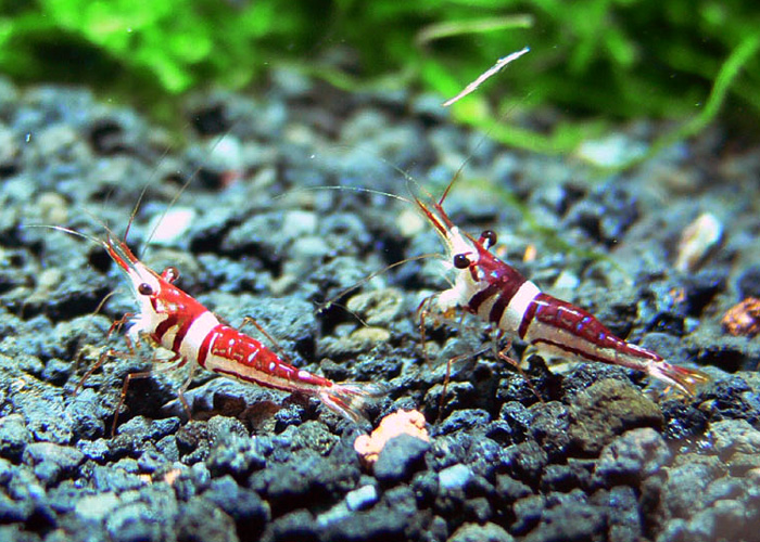 ハーレクィーンシュリンプcaridina sp from Sulawesi